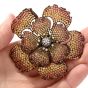 Large Yellow Golden Orange Sapphire 18k yellow Gold Flower Pin