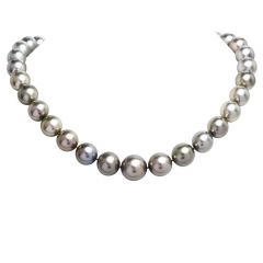 Estate Tahitian South Sea Peacock Gray Pearl Strand Necklace 