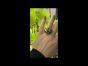Roberto Coin 18K Yellow Gold Enamel Animallier Leopard Cocktail Ring