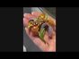 Vintage Italian Enamel 6.25cts Diamond 18K Gold Lily Brooch - WD PERL 09