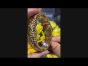 Bvlgari Parentesi 18K Yellow Gold Watch, Ref. BJ 10 - 1229206