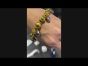 Jean Mahie 22K Yellow Gold Cultured Baroque Gray Pearl Bracelet - WD WYFO 22AA
