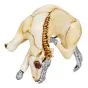 David Webb Enamel Horse Diamonds Rubies Platinum 18K Brooch
