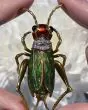 Vintage Italian 18K Yellow Gold Diamond Grasshopper Enamel Brooch